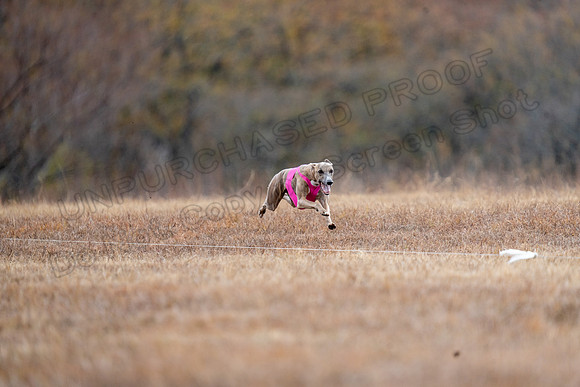 Whippet-190