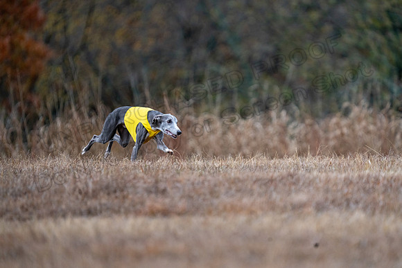 Whippet-184
