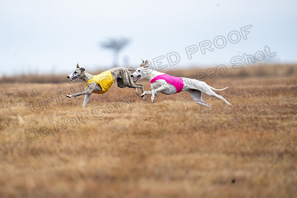 Whippet-71