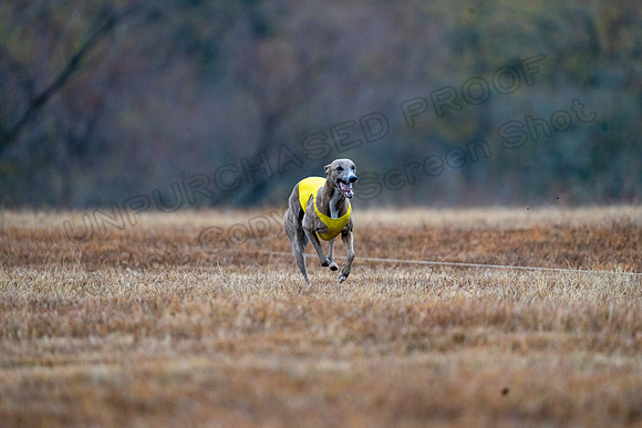 Whippet-59