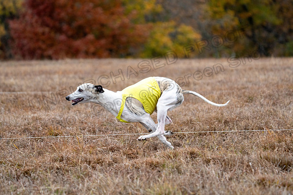 Whippet-152