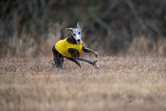 Whippet-185