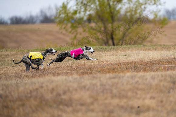 Whippet-146