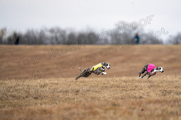 Whippet-144