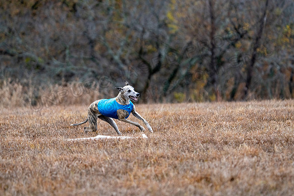 Whippet-178