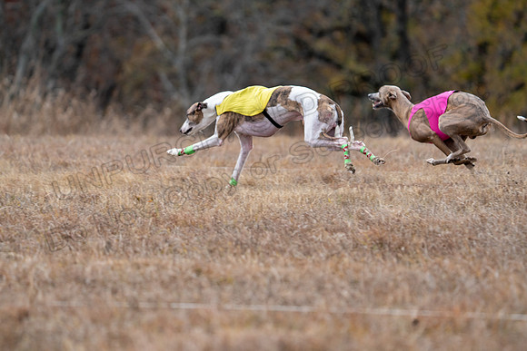 Whippet-187