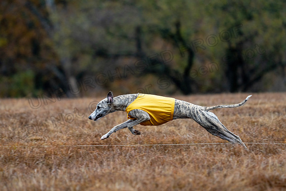 Whippet-98