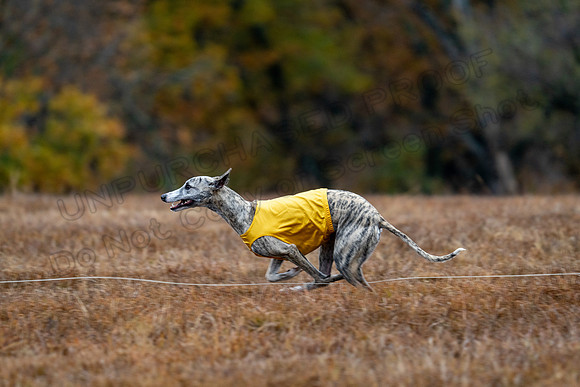 Whippet-99
