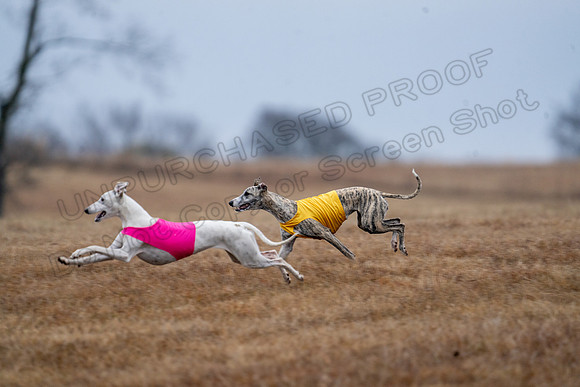 Whippet-72