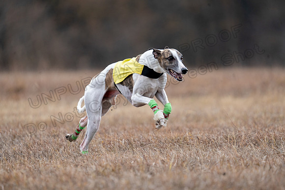 Whippet-192