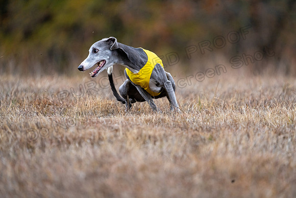Whippet-186
