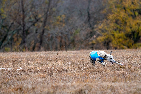 Whippet-179