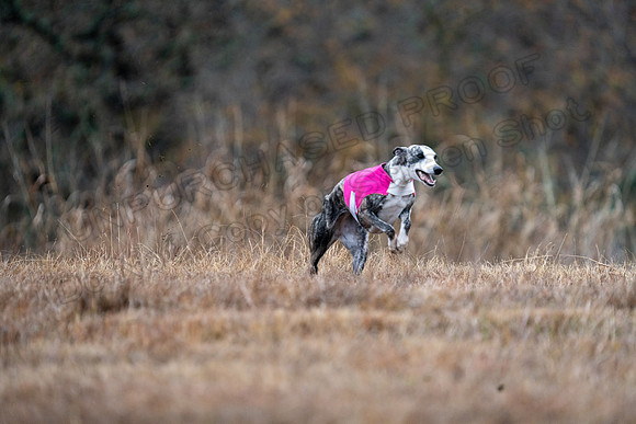 Whippet-151