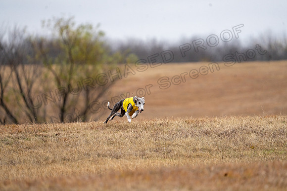 Whippet-182