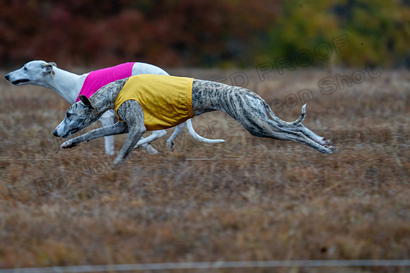 Whippet-62