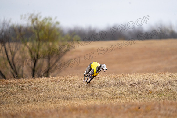 Whippet-183