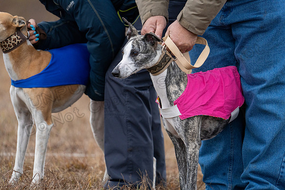 Whippet-140