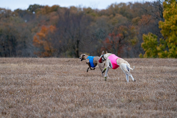 Whippet-154