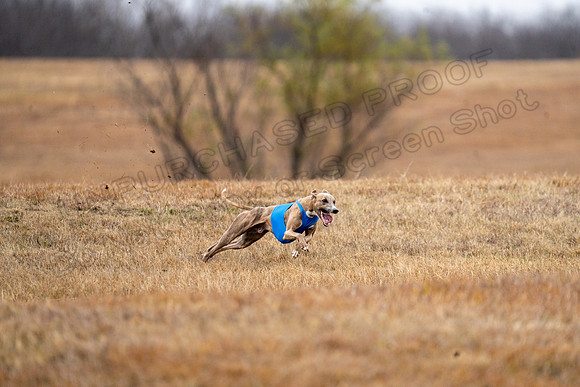 Whippet-156