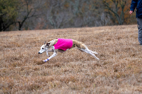 Whippet-181