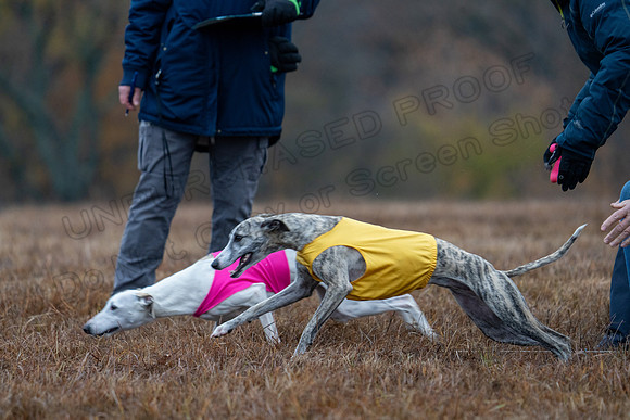 Whippet-61