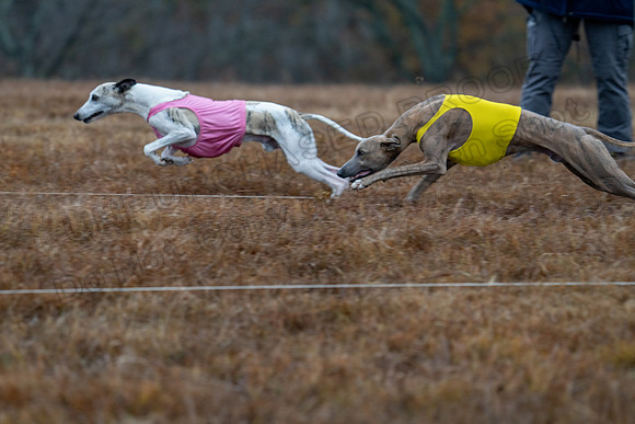 Whippet-48