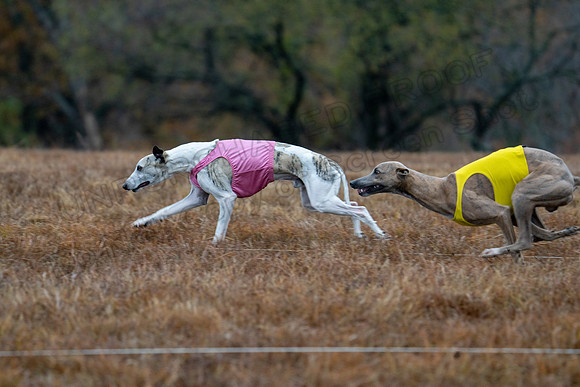 Whippet-49