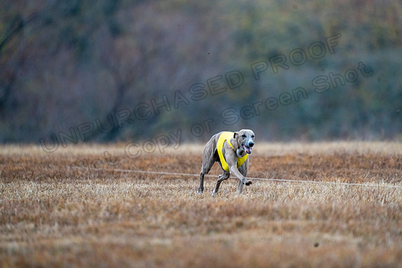 Whippet-60