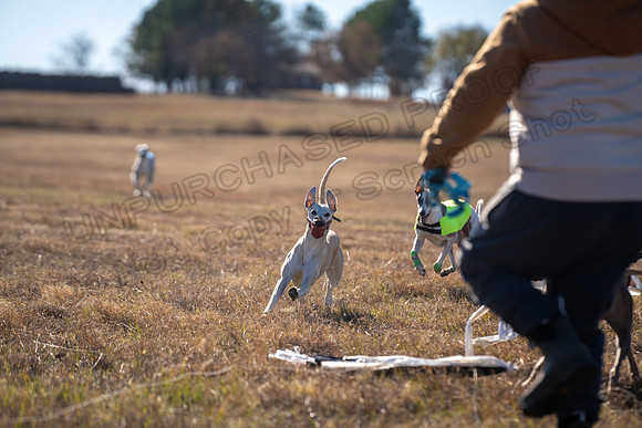 Whippet-194