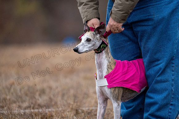 Whippet-180