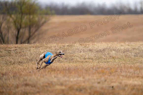 Whippet-157