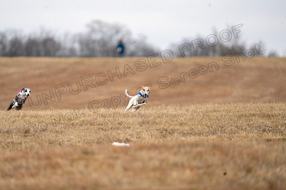 Whippet-143