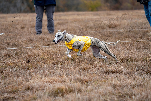 Whippet-166