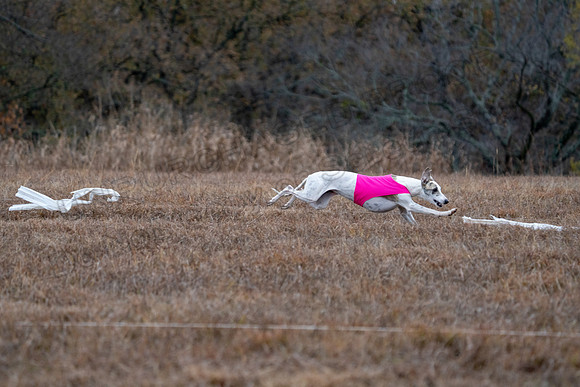 Whippet-172