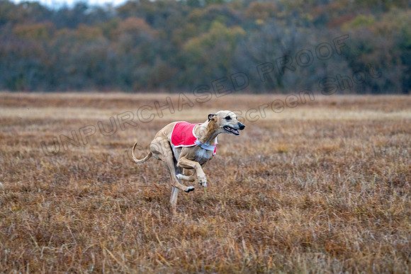 Whippet-45