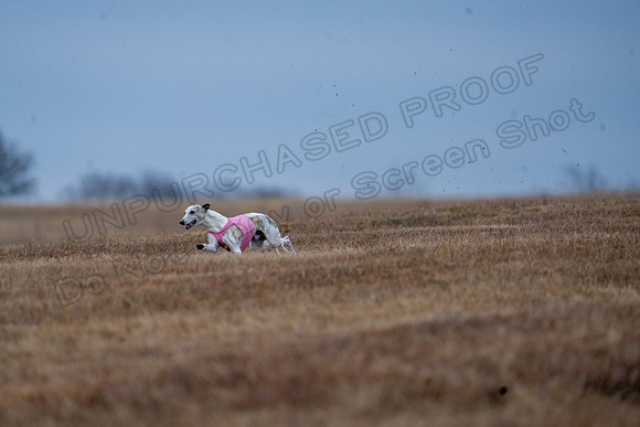 Whippet-51