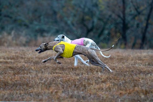 Whippet-50