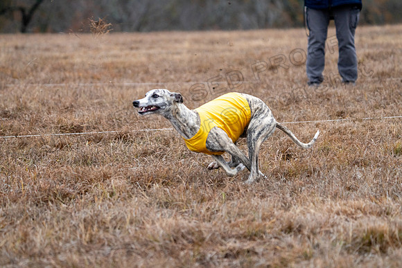 Whippet-167