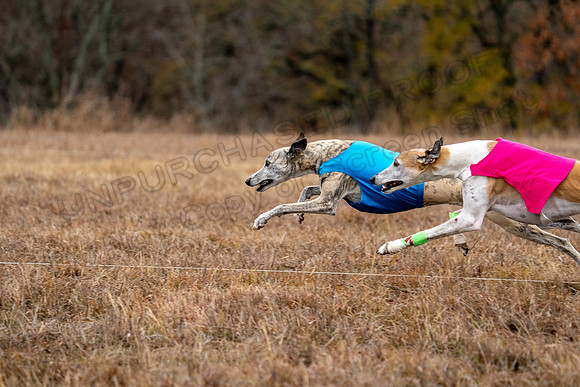Whippet-173