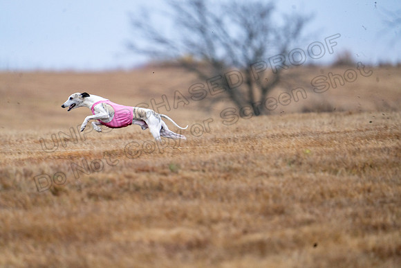Whippet-52