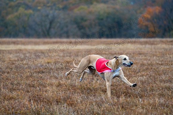 Whippet-46