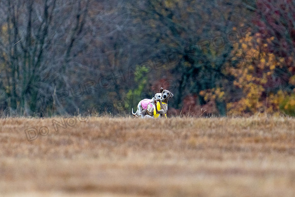 Whippet-53