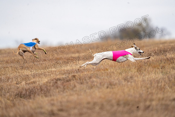 Whippet-170