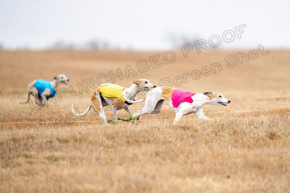 Whippet-174