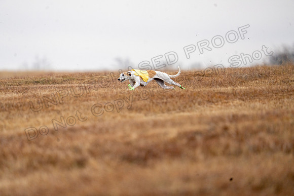 Whippet-80