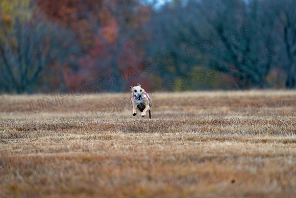 Whippet-43