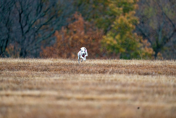 Whippet-57