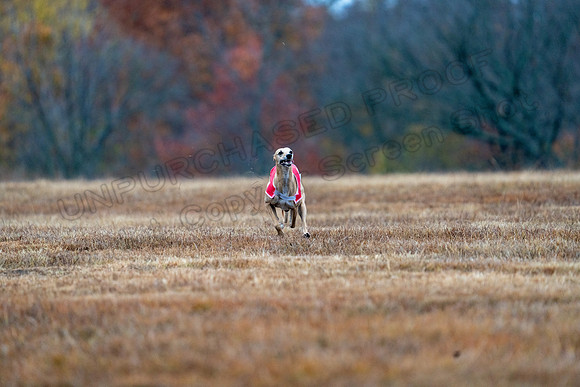 Whippet-42