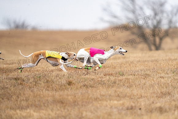 Whippet-175
