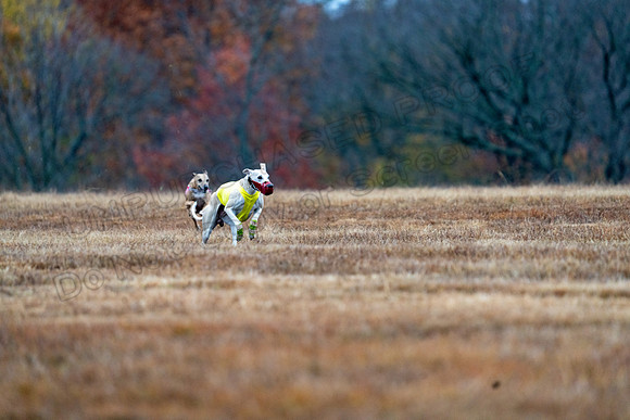 Whippet-40